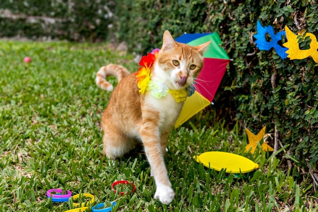 Carnaval brésilien pour animaux de compagnie beau chat jaune en costume de carnaval