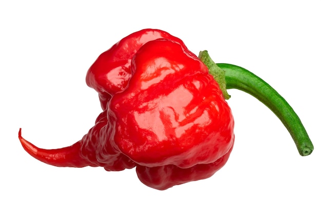 Carolina reaper poivre c chinense chemins