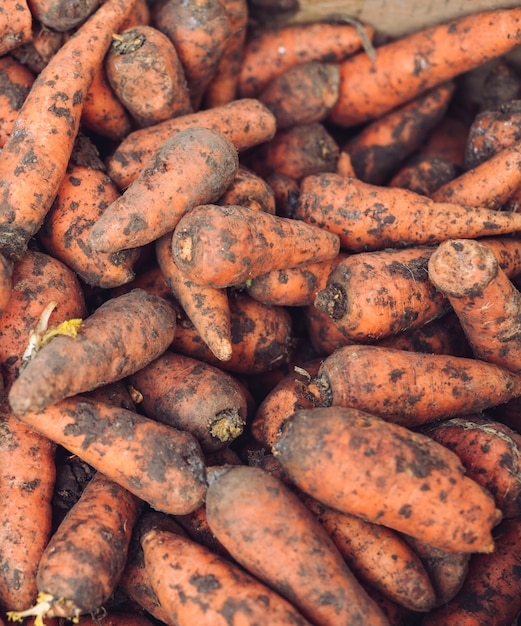 Carotte dans des boîtes en papier dans un magasin de légumes.