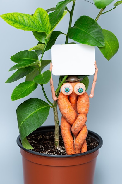 Carotte drôle avec les yeux des mains et les carottes de chapeau se tiennent dans un pot avec une plante d'intérieur et tiennent une pancarte blanche