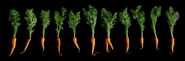 La carotte nourrit les cellules de la peau