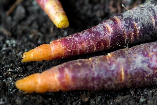 Carotte violette sur fond de bois