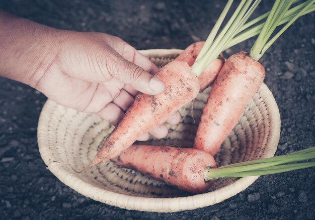 Carottes biologiques dans le jardin pendant la récolte