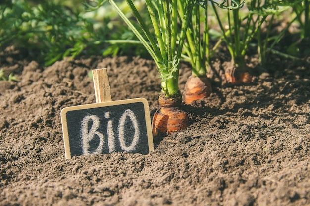 Des carottes biologiques faites maison poussent dans le jardin. Mise au point sélective.