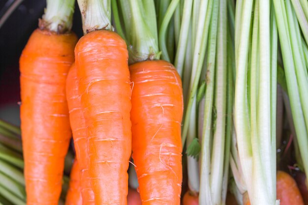 Carottes biologiques fraîches