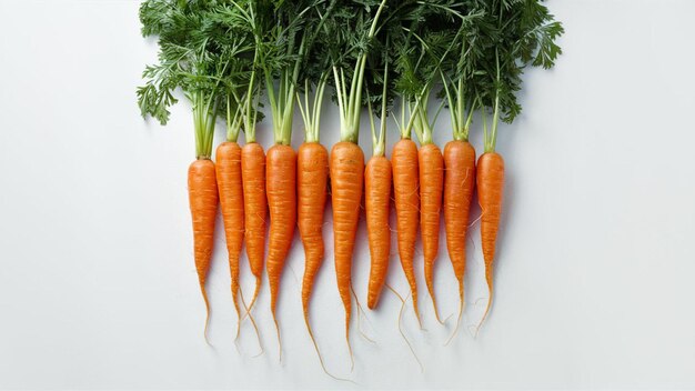 Photo des carottes fraîchement cueillies