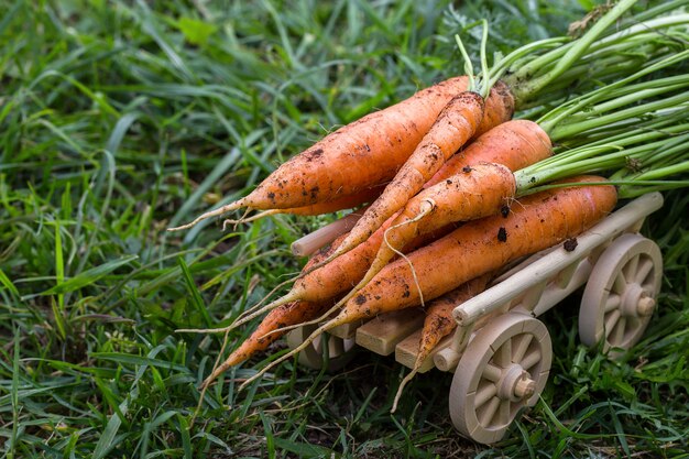 Carottes fraîchement récoltées dans un potager bio