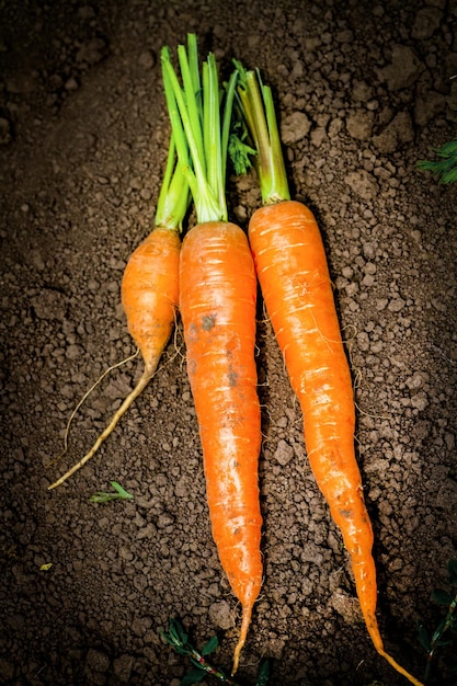 Carottes fraîches au sol dans le jardin