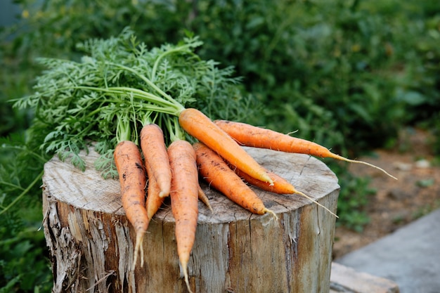 Carottes fraîches cueillies dans le jardin.