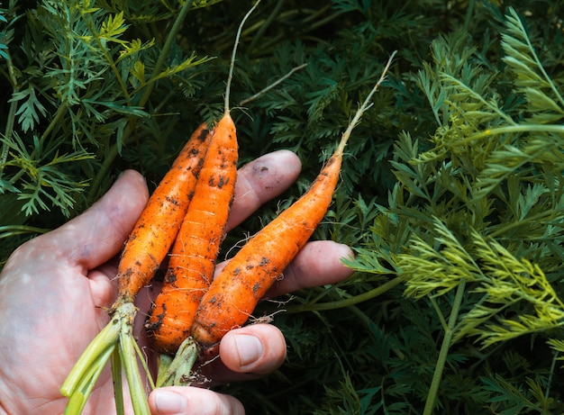 Carottes fraîches du jardin entre les mains de l'agriculteur