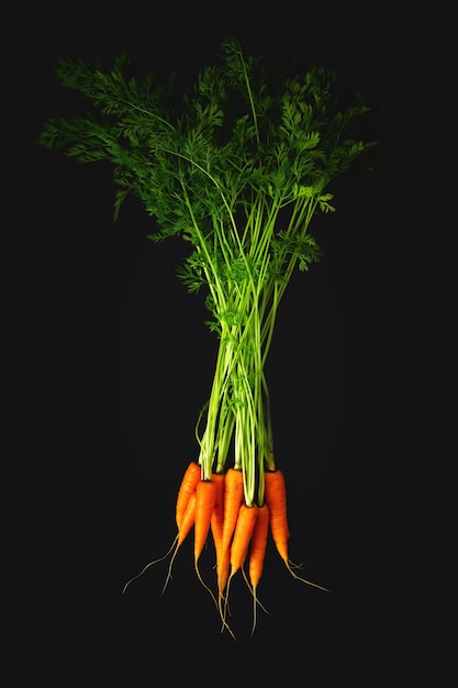 Carottes fraîches avec des feuilles sur fond noir vue de dessus espace de copie