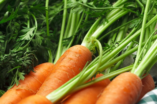 Carottes Fraîches Sur La Nappe à Carreaux Bouchent