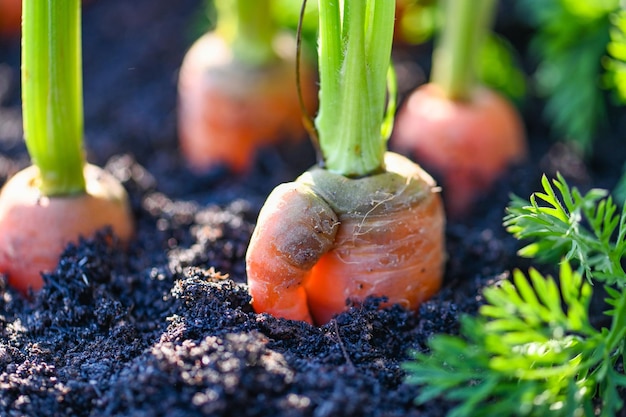 Carottes fraîches qui poussent dans le champ de carottes Le légume pousse dans le jardin Carottes qui poussent dans le sol Carotte de ferme biologique au sol Récolter la nature des produits agricoles