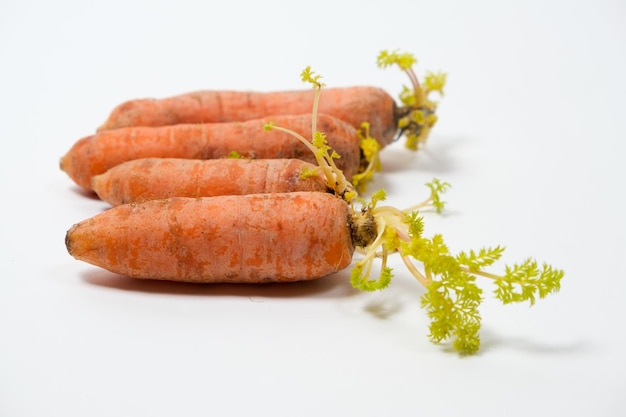 Carottes germées en raison de mauvaises conditions de stockage