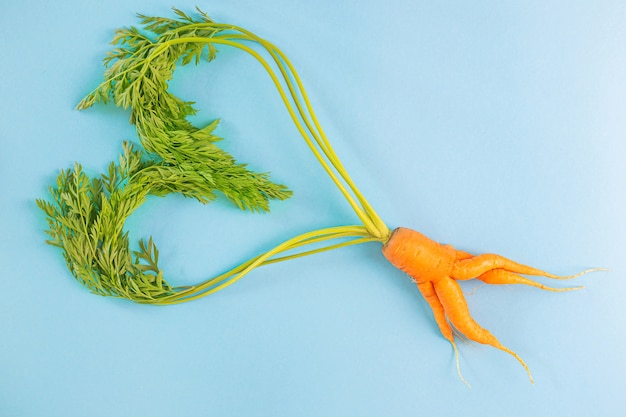 Carottes irrégulières avec des feuilles en forme de cœur