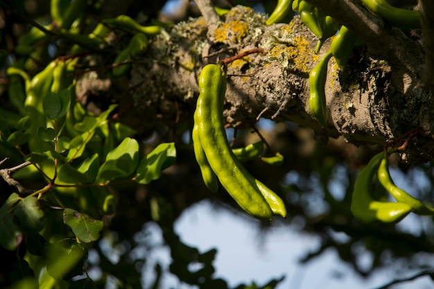 Les carottes et leurs fruits verts sur l'île d'Ibiza pendant l'été