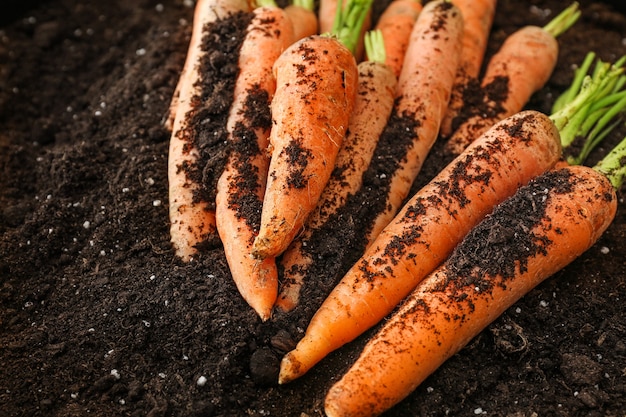 Carottes mûres fraîches sur le sol