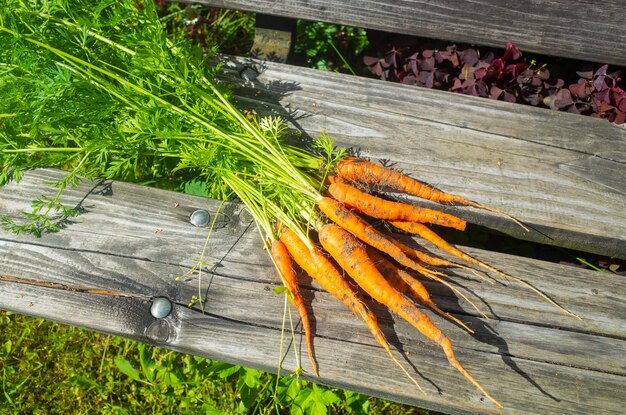 Les carottes récoltées dans le jardin se trouvent sur un banc en bois Travail de plantation Récolte d'automne et concept d'aliments biologiques sains gros plan