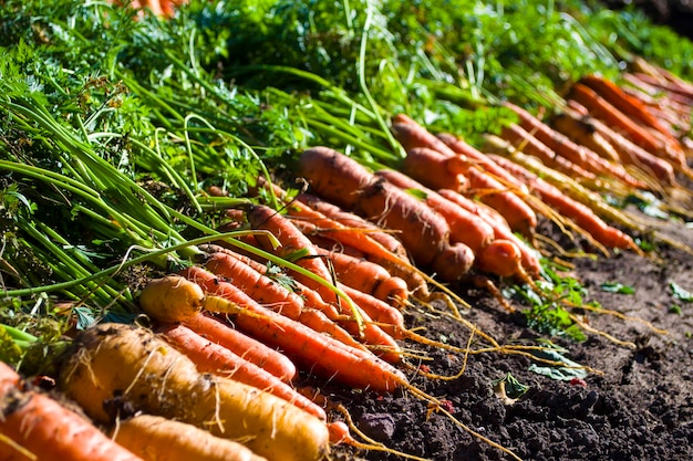 Carottes avec des sommets verts sur le concept de lit de jardin de la récolte de l'agriculture des légumes en croissance