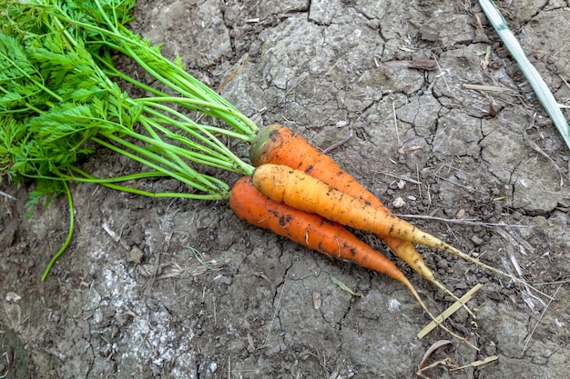 Carottes