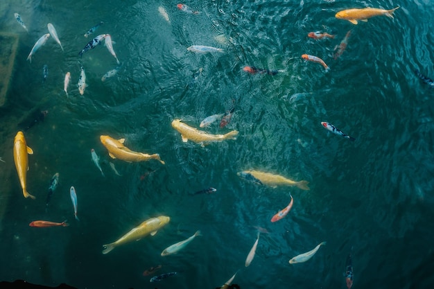 Carpe colorée de koi flottant dans un étang Poisson dans l'eau vue de dessus à plat