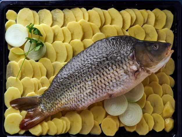 Carpe crue, poisson entier avec pommes de terre tranchées sur plateau sur bleu. Tr