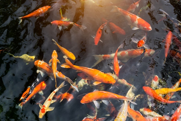 Carpe de fantaisie ou poisson appelé Koi nageant dans l&#39;étang de carpes.