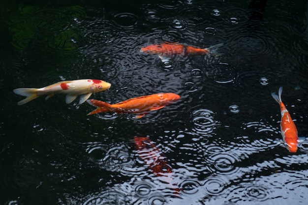 carpe fantaisie ou poisson koi nager dans l&#39;étang pendant qu&#39;il pleut