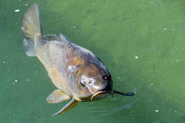 Une carpe avec un hameçon dans la bouche