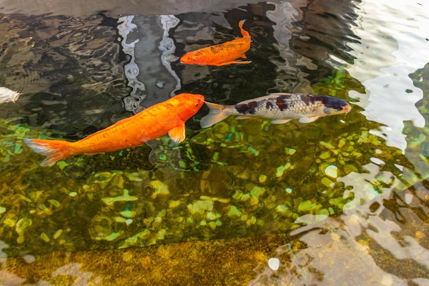 Carpe japonaise dans l'eau sombre