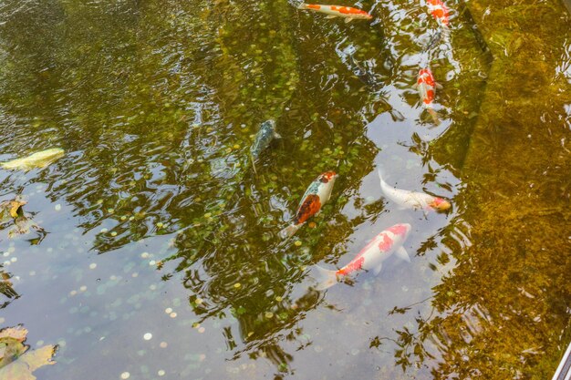 Carpe japonaise dans l'eau sombre