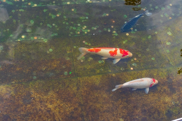 Carpe japonaise dans l'eau sombre