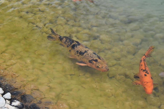 carpe orange les points noirs du lac