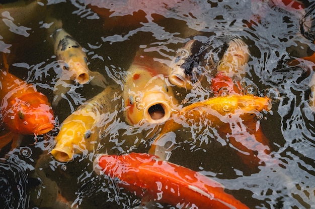 Carpes dorées et poissons koi Des poissons décoratifs colorés flottent dans un étang artificiel Concept animal