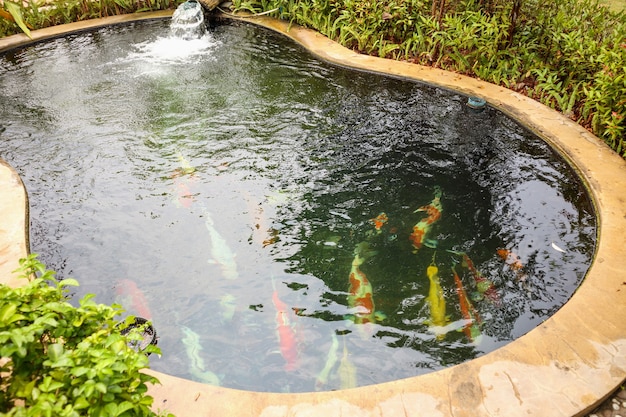 Carpes fantaisie colorées poissons koi dans un étang de jardin