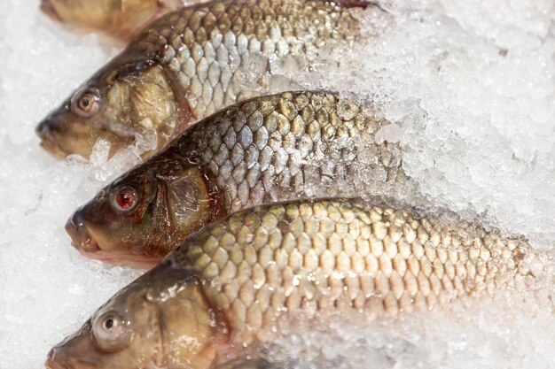 Carpes fraîches réfrigérées au marché aux poissons ou au supermarché.