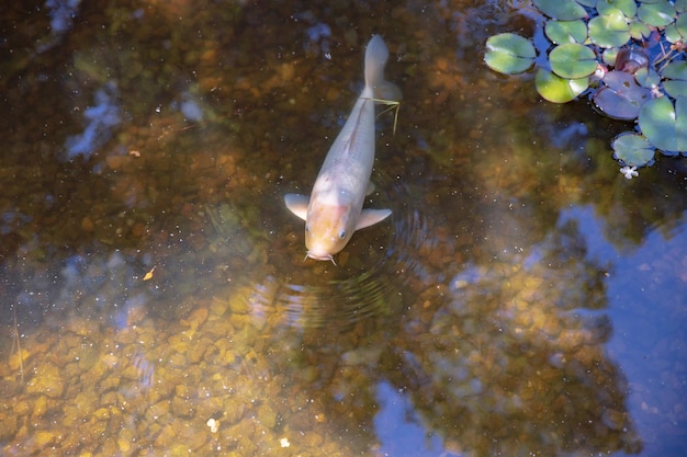 Carpes ou Koi dans l'étang public.