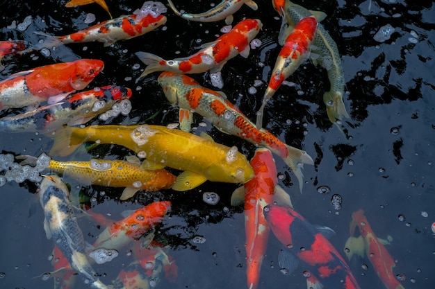 Les carpes koï dorées flottent en bonne place parmi les carpes koï oranges