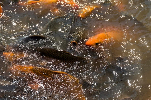 Les carpes koï oranges et noires se battent pour se nourrir dans l'eau.