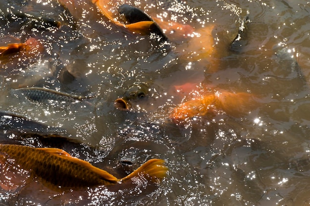 Photo les carpes koï oranges et noires se battent pour se nourrir dans l'eau.