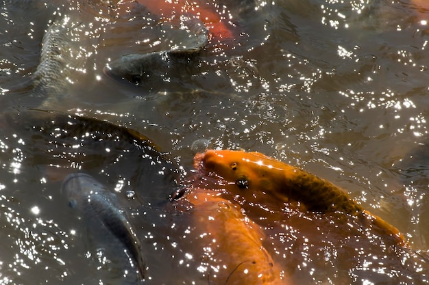 Les carpes koï oranges et noires se battent pour se nourrir dans l'eau.