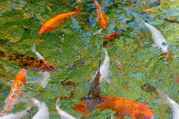 Photo carpes de poissons macro koi dans l'eau