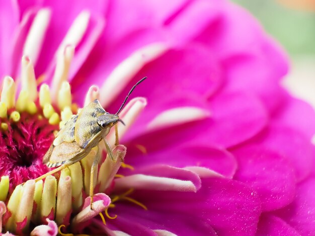 Carpocoris purpureipennis est assis sur le zinnia peruviana