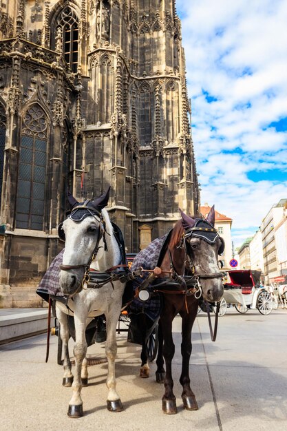 Carrière tirée par des chevaux près de la cathédrale Saint-Étienne à Vienne Autriche Attraction touristique traditionnelle à Vienne