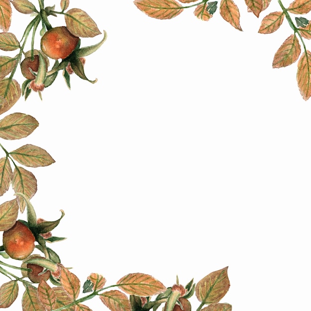 Carte de brier aquarelle. Chien Rose branches et feuilles cadre sur fond blanc.