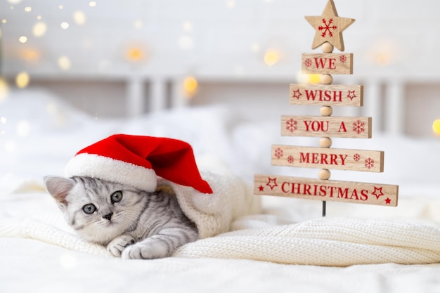 Carte de chat de Noël nous vous souhaitons un joyeux Noël petit chaton drôle de pli écossais à rayures drôles