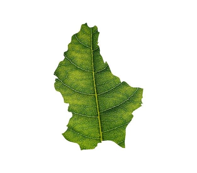 Carte du Luxembourg faite de feuilles vertes sur le concept d'écologie de fond blanc