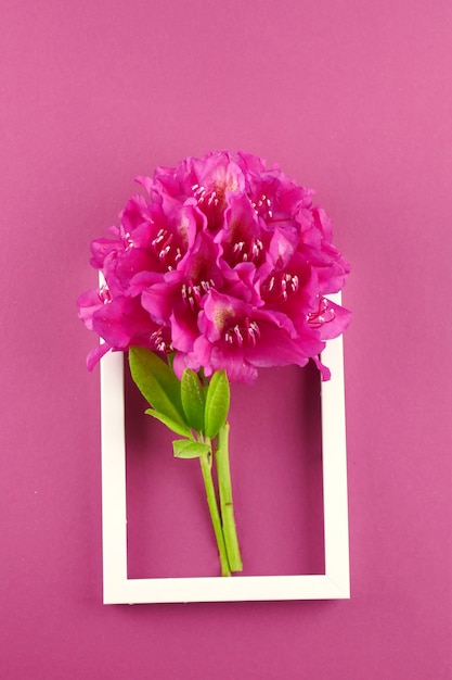 Carte fleur. Cadre fleur. fleur de rhododendron rose. vue de dessus. Fête des mères. Journée internationale de la femme.