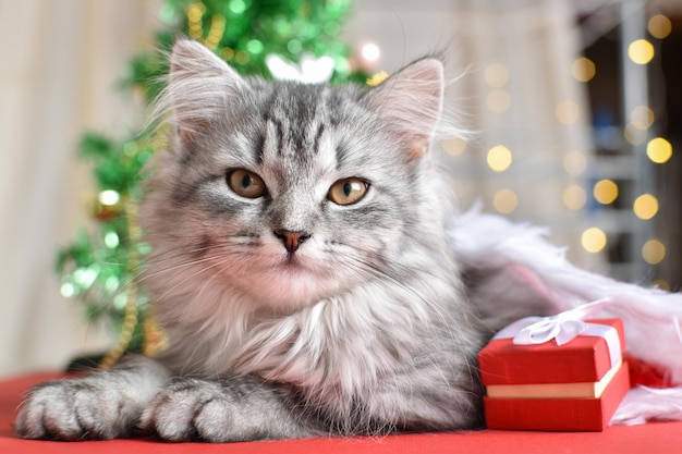 Carte de Noël avec un chat. Bonne année et Noël.