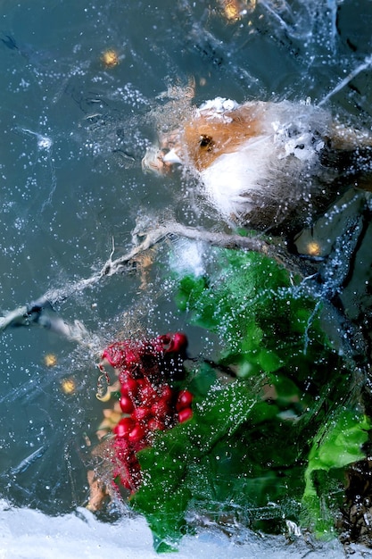 Carte de Noël avec oiseau dans un bloc de glace